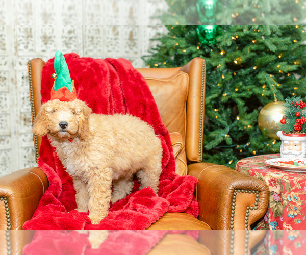 Medium Photo #7 Goldendoodle (Miniature) Puppy For Sale in LITTLE ROCK, AR, USA