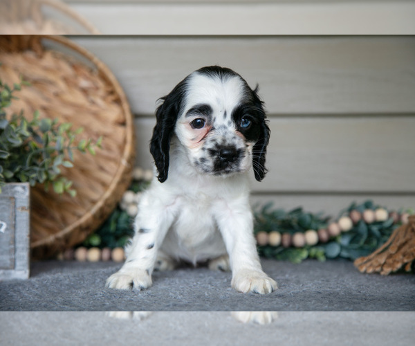 Medium Photo #25 Cocker Spaniel Puppy For Sale in SEAMAN, OH, USA