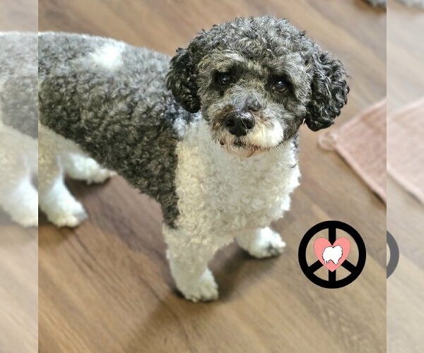 Medium Photo #2 Poodle (Miniature) Puppy For Sale in Lebanon, PA, USA