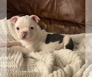 Boston Terrier Puppy for Sale in NEWBURY, Massachusetts USA