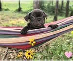 Small #1 French Bulldog