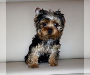 Yorkshire Terrier Puppy for sale in LOS ANGELES, CA, USA