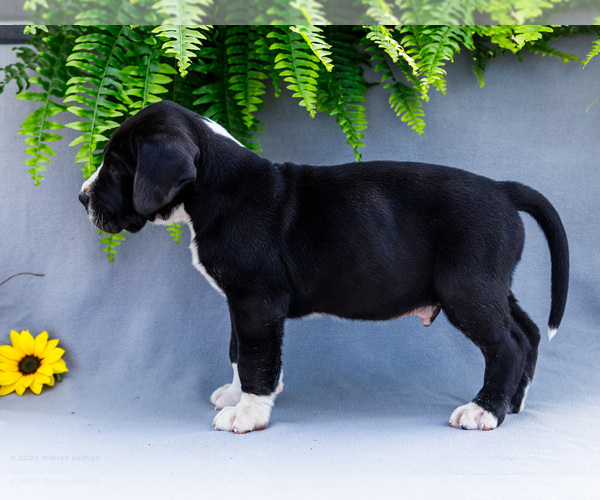 Medium Photo #4 Great Dane Puppy For Sale in WAKARUSA, IN, USA