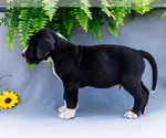 Small #3 Great Dane