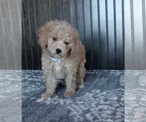 Poodle (Miniature) Puppy for sale in FREDERICKSBURG, OH, USA