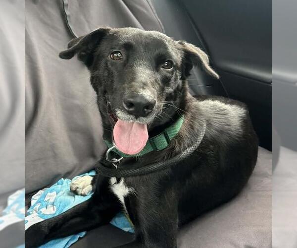 Medium Photo #4 Labrador Retriever-Unknown Mix Puppy For Sale in San Diego, CA, USA