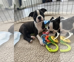 Boston Terrier Dog for Adoption in MARTINSVILLE, Indiana USA