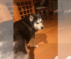 Siberian Husky Dogs for adoption in Carrollton, TX, USA