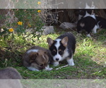 Small Photo #10 Pembroke Welsh Corgi Puppy For Sale in CASTROVILLE, TX, USA