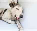Small Staffordshire Bull Terrier Mix