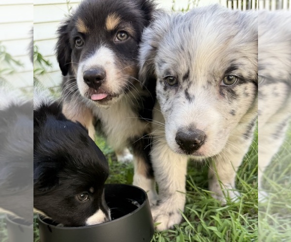 Medium Photo #7 Australian Shepherd Puppy For Sale in CHESTERFIELD TOWNSHIP, MI, USA