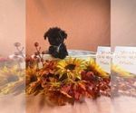 Small Photo #8 Yo-Chon Puppy For Sale in HAMPTON, VA, USA