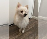 Small Photo #1 Pomeranian Puppy For Sale in PALM SPRINGS, CA, USA