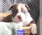 Small Photo #9 Boston Terrier Puppy For Sale in LEXINGTON, IN, USA