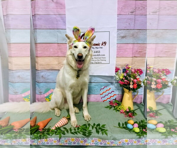 Medium Photo #2 German Shepherd Dog-Unknown Mix Puppy For Sale in Sandy, UT, USA