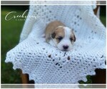 Puppy 3 Havachon