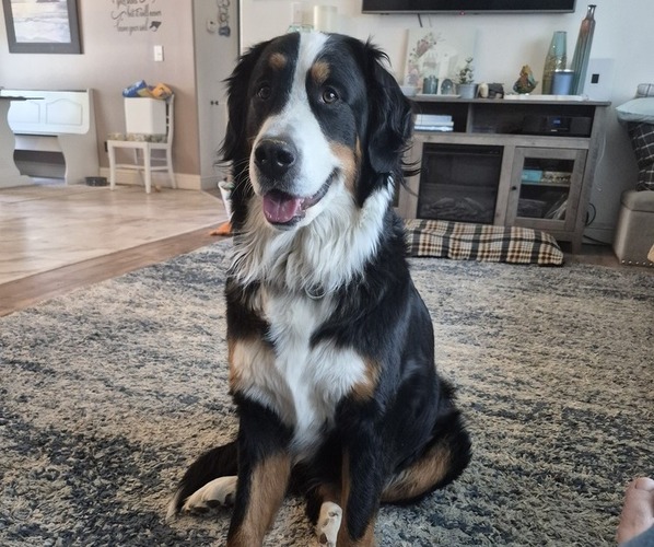 Medium Photo #1 Bernedoodle Puppy For Sale in REDMOND, OR, USA