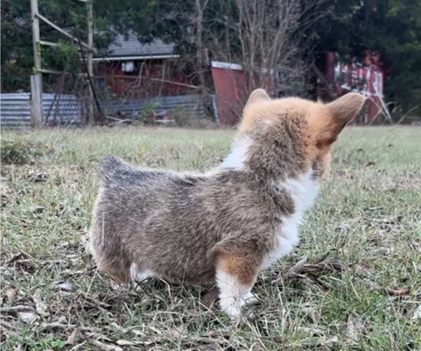 Medium Photo #13 Pembroke Welsh Corgi Puppy For Sale in MIDLOTHIAN, TX, USA