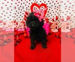 Small #1 Poodle (Miniature)-Poodle (Toy) Mix