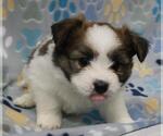 Small Shih Tzu Mix