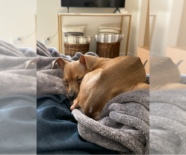 Medium Photo #4 Italian Greyhound-Unknown Mix Puppy For Sale in Andover, MN, USA