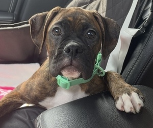 Boxer Dogs for adoption in SCHAUMBURG, IL, USA