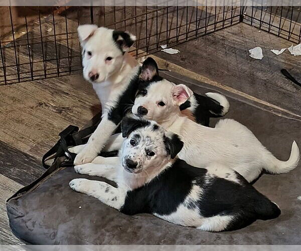 Medium Photo #7 Mutt Puppy For Sale in Garden City, NY, USA