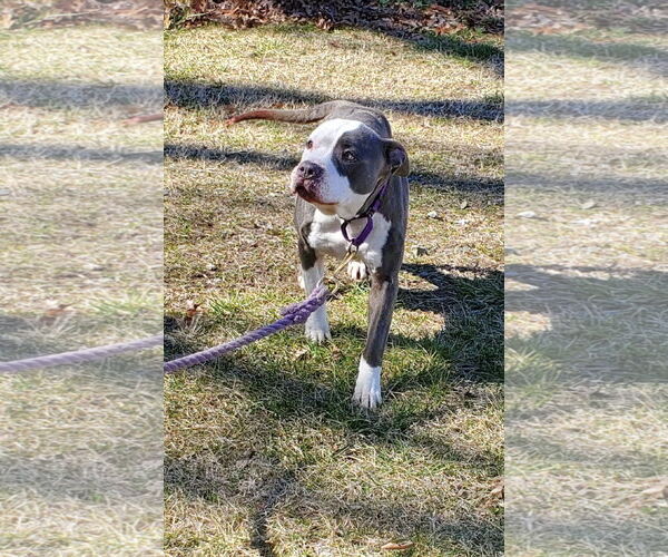 Medium Photo #14 American Pit Bull Terrier-Unknown Mix Puppy For Sale in Rustburg, VA, USA