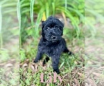 Puppy Lily Aussiedoodle-Poodle (Standard) Mix