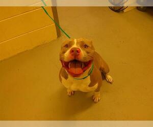 American Staffordshire Terrier Dogs for adoption in Sanford, FL, USA