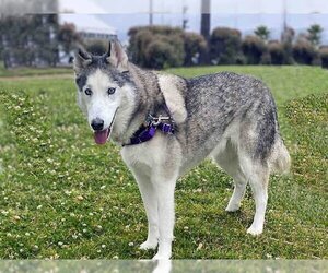 - Mix Dogs for adoption in Alameda, CA, USA