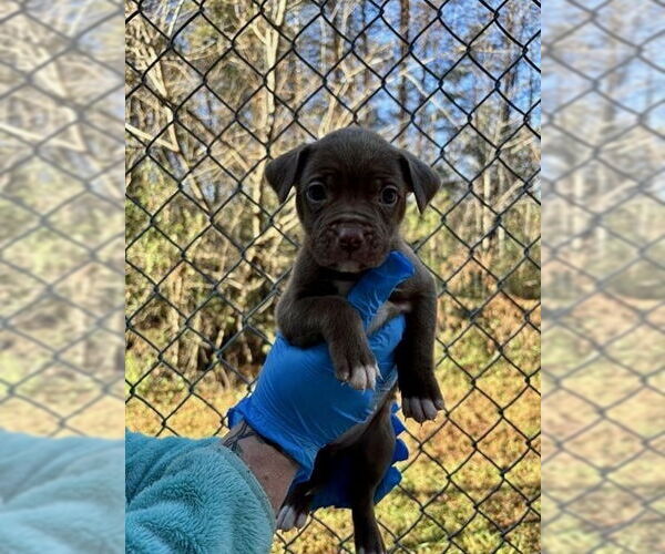 Medium Photo #5 Mutt Puppy For Sale in Mooresville, NC, USA