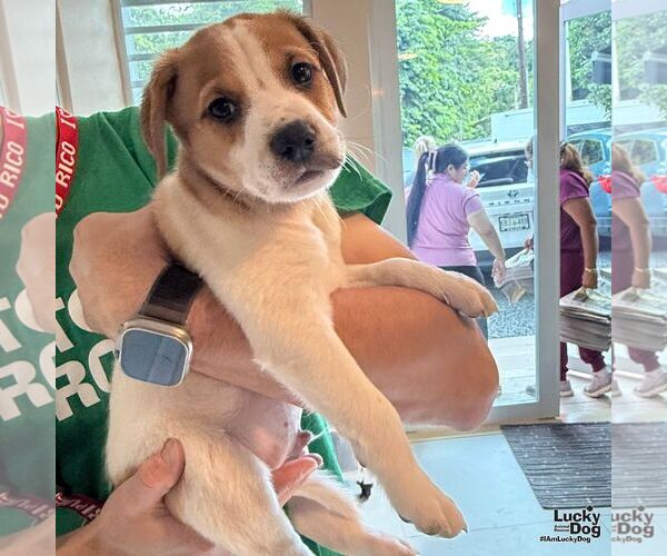 Medium Photo #3 Labrador Retriever-Unknown Mix Puppy For Sale in Washington, DC, USA