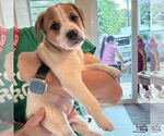 Small #2 Labrador Retriever Mix