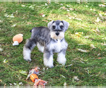 Roosevelt - Male Schnauzer (Miniature) Puppy for Sale - Photo #3