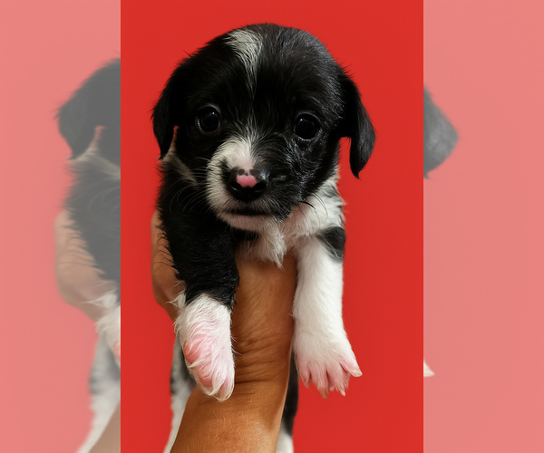 Medium Photo #1 Jack Tzu Puppy For Sale in San Diego , CA, USA