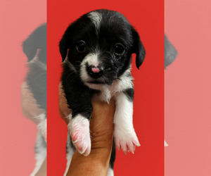 Jack Tzu Dogs for adoption in San Diego , CA, USA