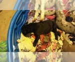 Small Photo #79 Great Dane Puppy For Sale in HOWARD CITY, MI, USA