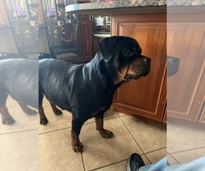 Mother of the Rottweiler puppies born on 01/03/2026