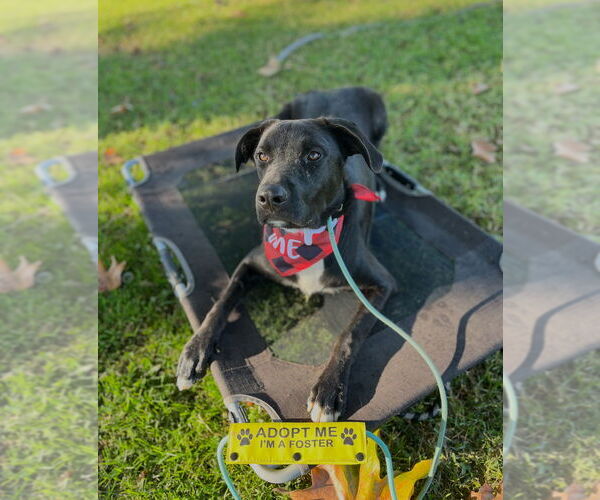 Medium Photo #21 Labrador Retriever-Unknown Mix Puppy For Sale in Dana Point, CA, USA