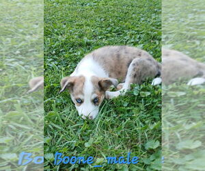Border-Aussie Dogs for adoption in Aurora, IN, USA