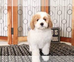 Cavapoo Puppy for sale in NAPLES, FL, USA