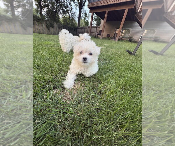 Medium Photo #2 Maltese-Unknown Mix Puppy For Sale in Andover, MN, USA