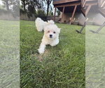 Small #1 Maltese Mix