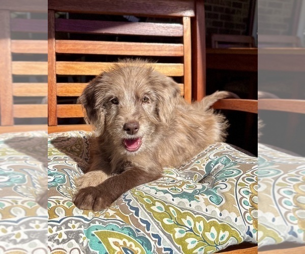 Medium Photo #1 Labradoodle Puppy For Sale in NOBLESVILLE, IN, USA