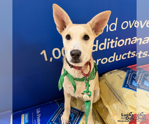 Issa - Female Australian Shepherd-Unknown Mix Dog for Adoption - Photo #4