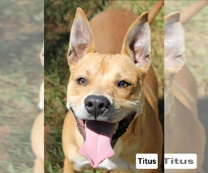 Mutt Dogs for adoption in Rockaway, NJ, USA