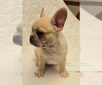 Small Photo #10 French Bulldog Puppy For Sale in LEES SUMMIT, MO, USA