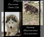 Small Photo #6 Siberian Husky Puppy For Sale in BLOOMFIELD, IN, USA