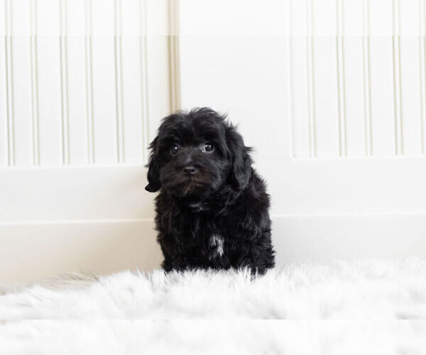 Medium Photo #6 Morkie-Poodle (Toy) Mix Puppy For Sale in WARSAW, IN, USA